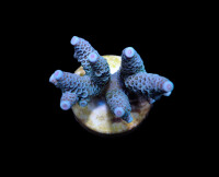 Acropora millepora Blue (frag)