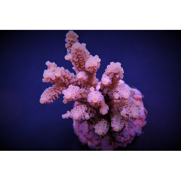 Acropora tenuis Pinkish ( frag )