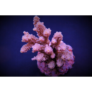 Acropora tenuis Pinkish ( frag )