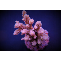 Acropora tenuis Pinkish ( frag )