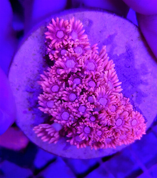 Goniopora spp. (Pink) (frag)