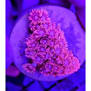 Goniopora spp. (Pink) (frag)