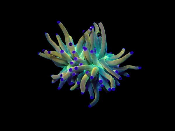 Euphyllia glabrescens (Rapunzel) (p/h)