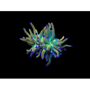 Euphyllia glabrescens (Rapunzel) (p/h)