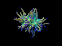 Euphyllia glabrescens (Rapunzel) (p/h)