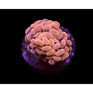 Euphyllia paraancora (Orange-Pink) (Premium)