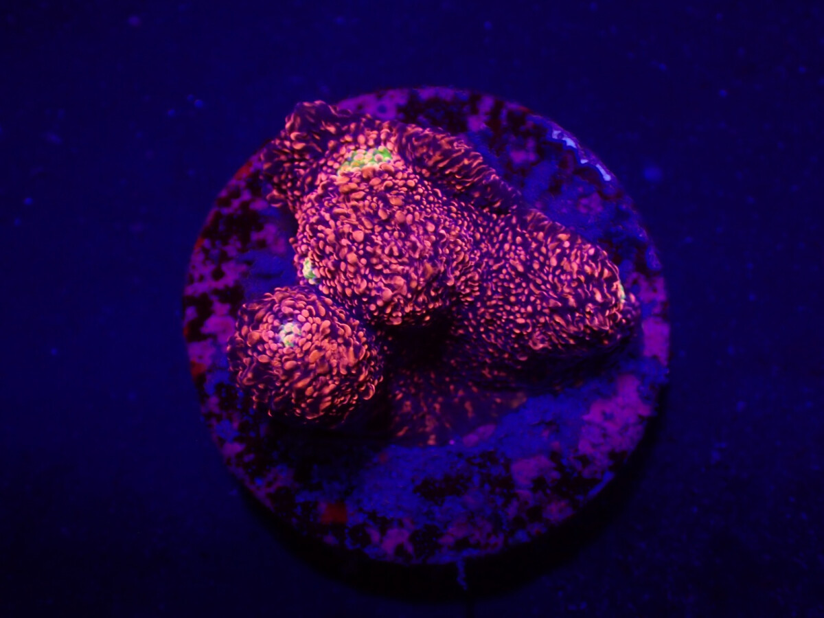Echinophyllia sp. Chalice  (JF Pink Boobies)