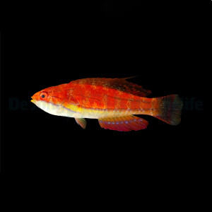 Paracheilinus mccoskeri - McCoskers Zwerglippfisch