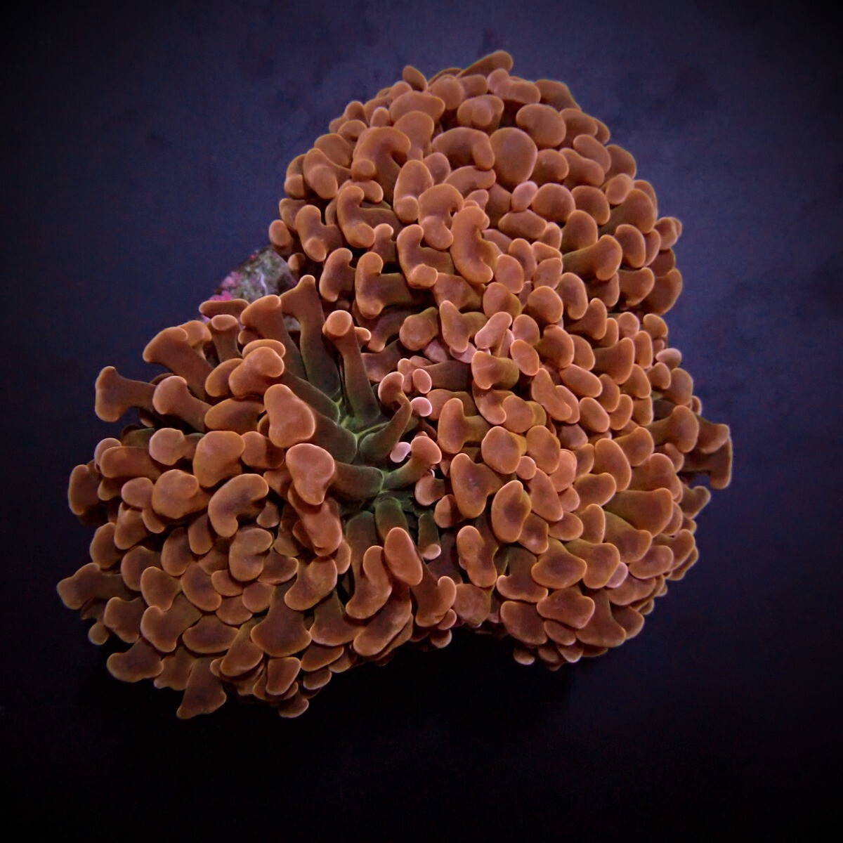 Euphyllia ancora (Orange-Yellow) (Premium) S