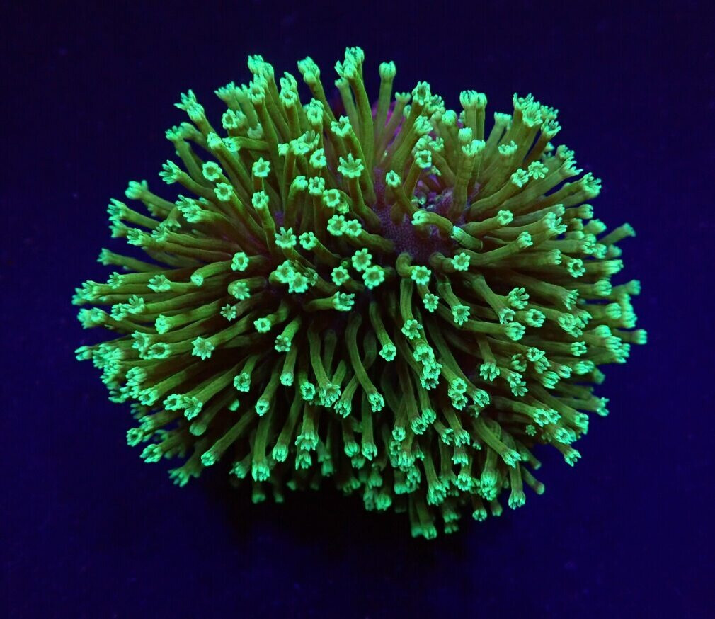 Sarcophyton spp. (Fluor Green) box