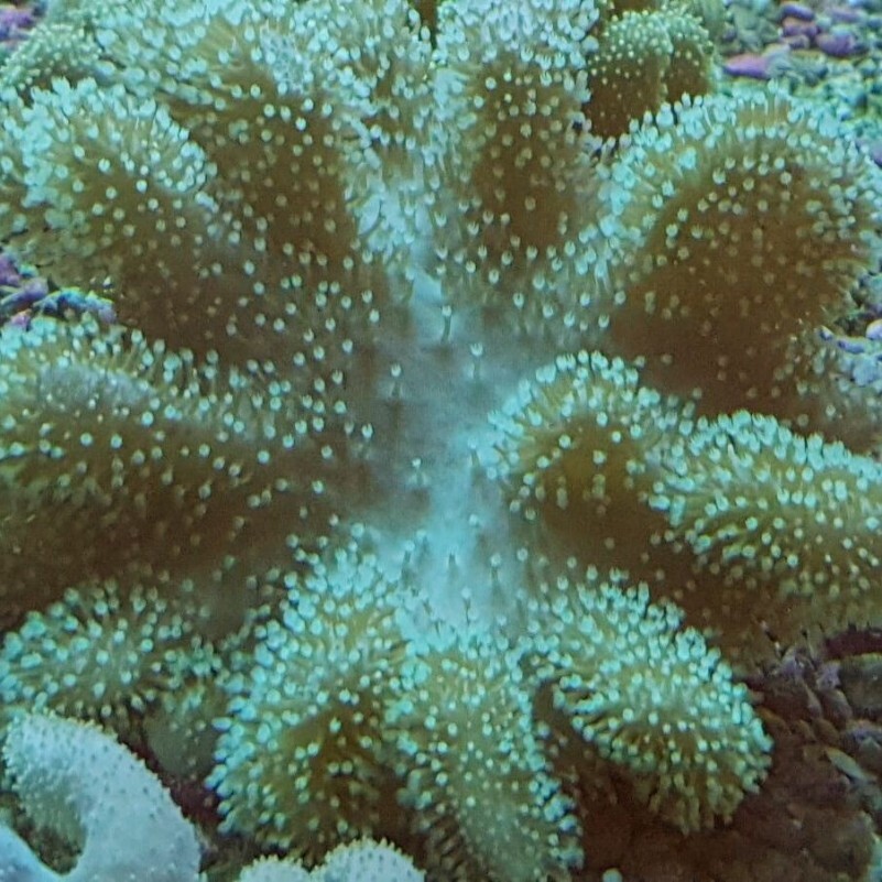Sarcophyton sp. Green M-Size box