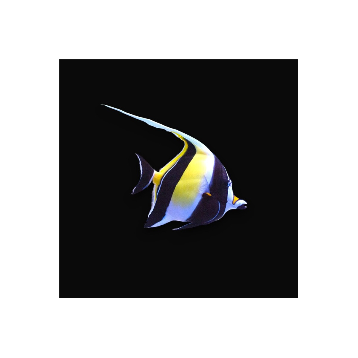 Zanclus cornutus - Halfterfisch Hawai