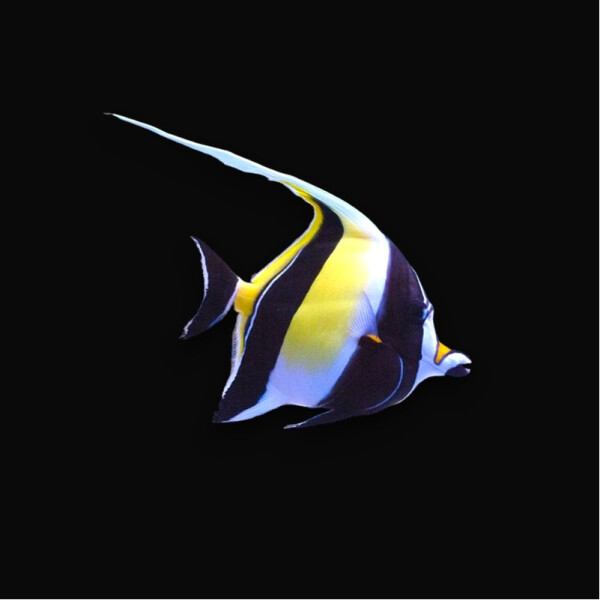 Zanclus cornutus - Halfterfisch Hawai