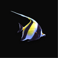 Zanclus cornutus - Halfterfisch Hawai