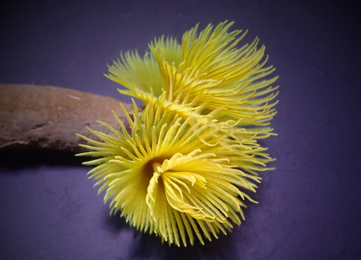 Sabellastarte spp. (Yellow) - Röhre box