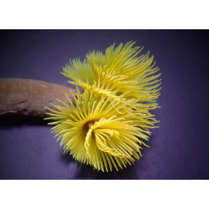 Sabellastarte spp. (Yellow) - Röhrenwurm gelb