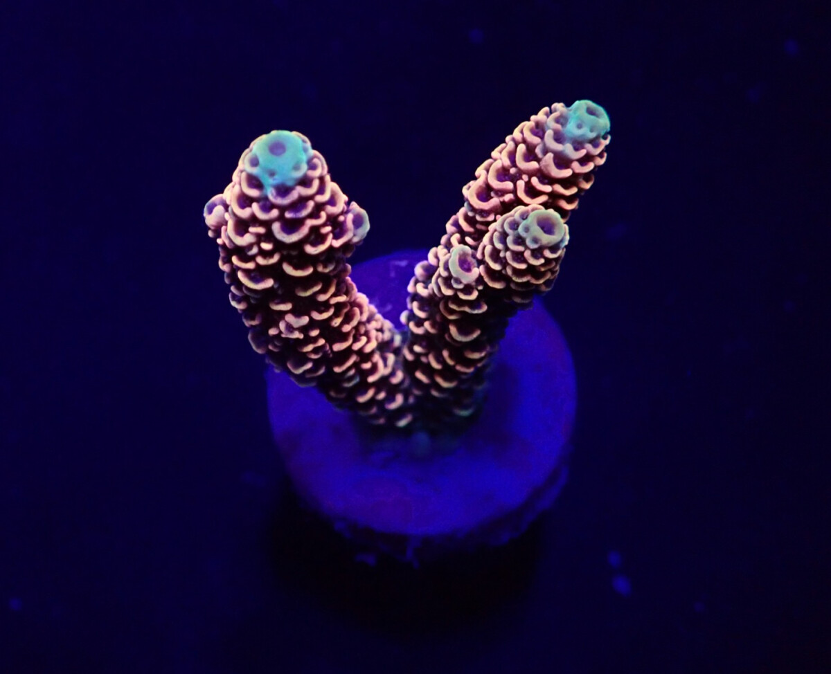 Acropora millepora (Red-Pink)