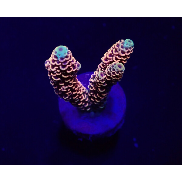 Acropora millepora (Red-Pink)