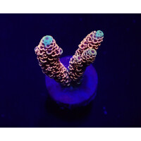 Acropora millepora (Red-Pink)