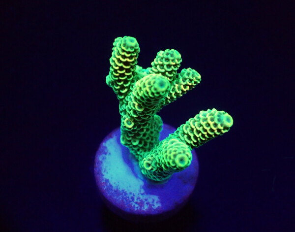 Acropora millepora (Yellow-Green)
