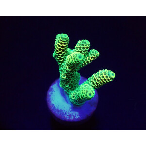 Acropora millepora (Yellow-Green)