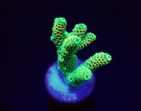 Acropora millepora (Yellow-Green)