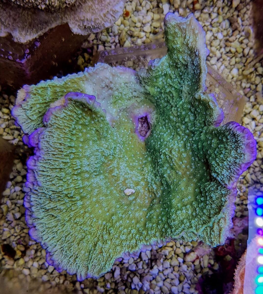 Montipora spp. (Laminar) (Pink Edge) - ( box