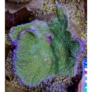 Montipora spp. (Laminar) (Pink Edge) - ( frag )