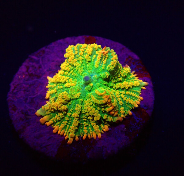 Rhodactis inchoata (Tequila Sunrise) (per ear)