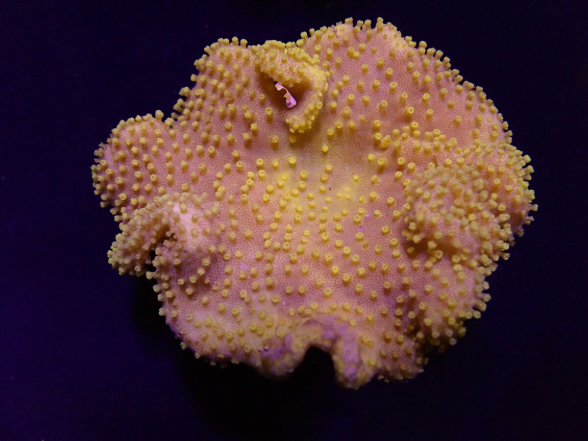 Sarcophyton spp. (Yellow) (Fiji-Tonga) box