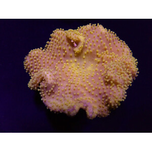 Sarcophyton spp. (Yellow) (Fiji-Tonga)
