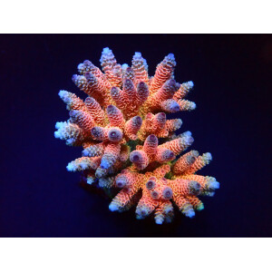 Acropora millepora Rainbow XL