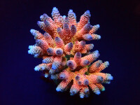 Acropora millepora Rainbow XL