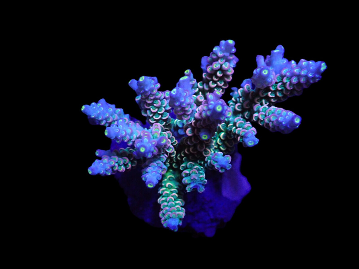 Acropora bifaria - Homewrecker Size: L