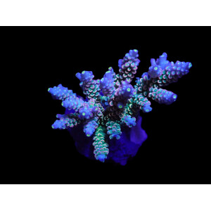 Acropora bifaria - Homewrecker Size: L