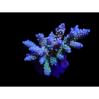 Acropora bifaria - Homewrecker Size: L