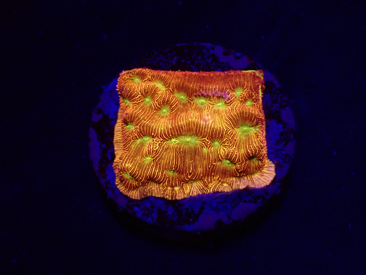 Leptoseris mycetoseroides - Jack O Lantern