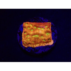 Leptoseris mycetoseroides - Jack O Lantern