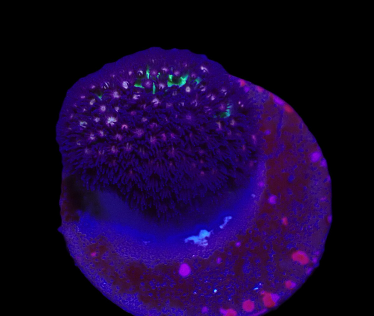 Porites porites (Caribbean) (Very Rare)