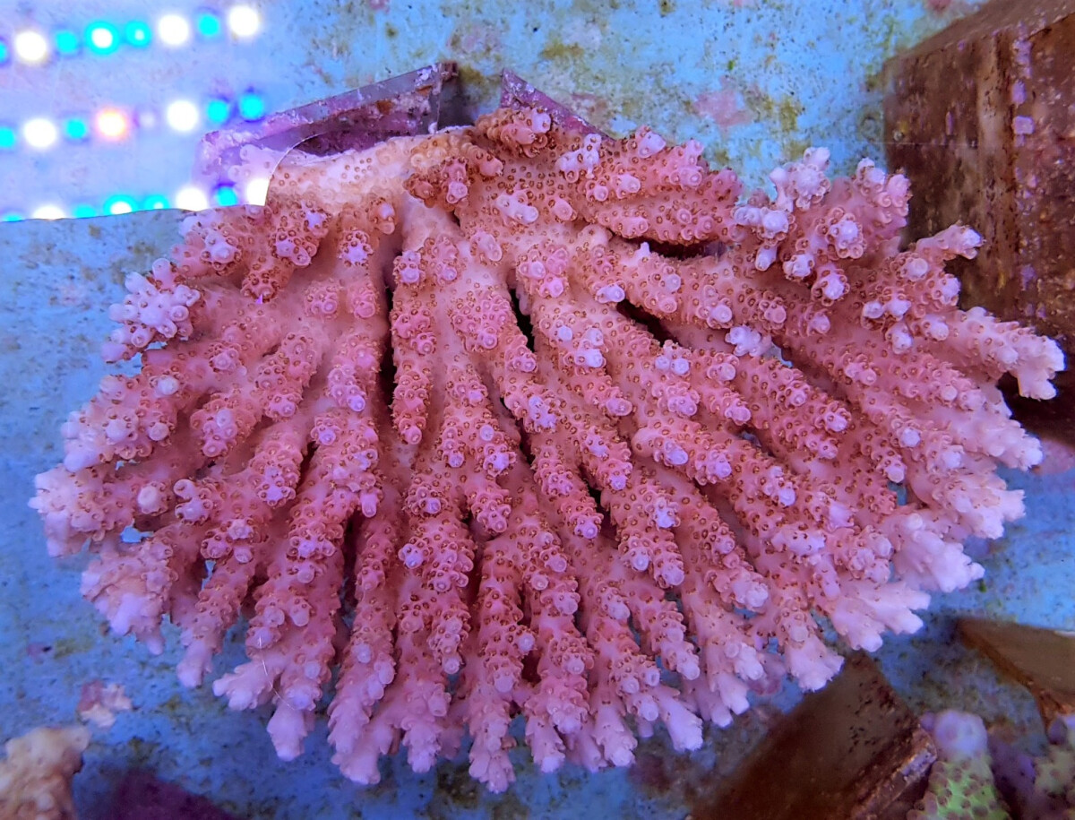 Acropora hyacinthus L