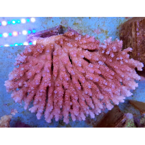 Acropora hyacinthus L