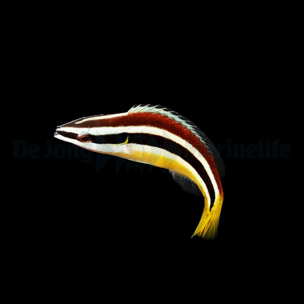 Diproctacanthus xanthurus - Nomaden Putz box