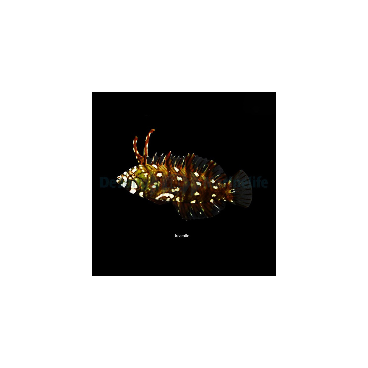 Novaculichthys taeniourus - Bäumchen-Lippfisch