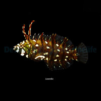 Novaculichthys taeniourus - Bäumchen-Lippfisch