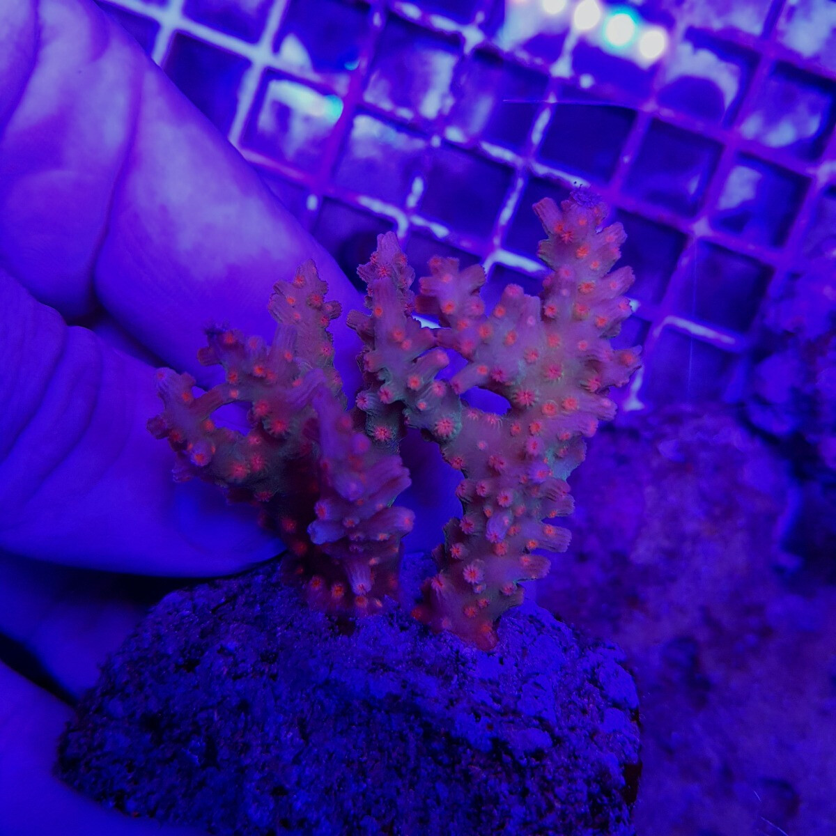 Cyphastrea decadia