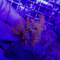 Cyphastrea decadia