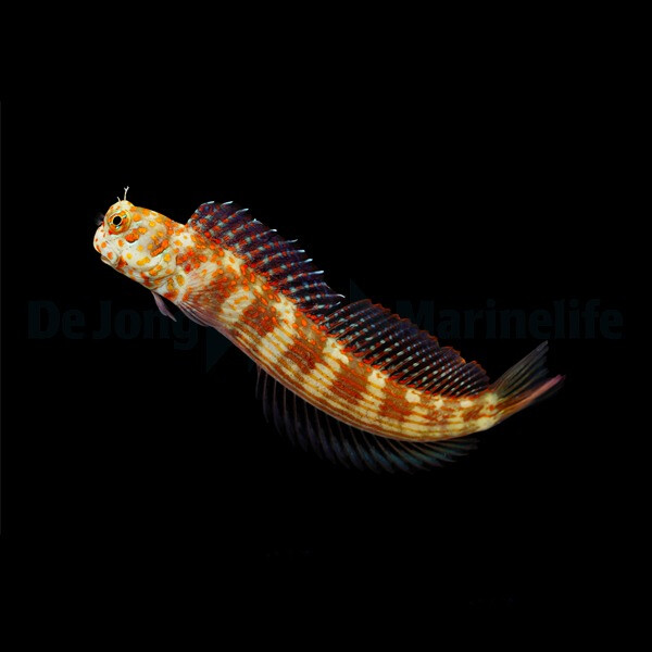 Blenniella chrysospilos - Rotpunkt-Schle box