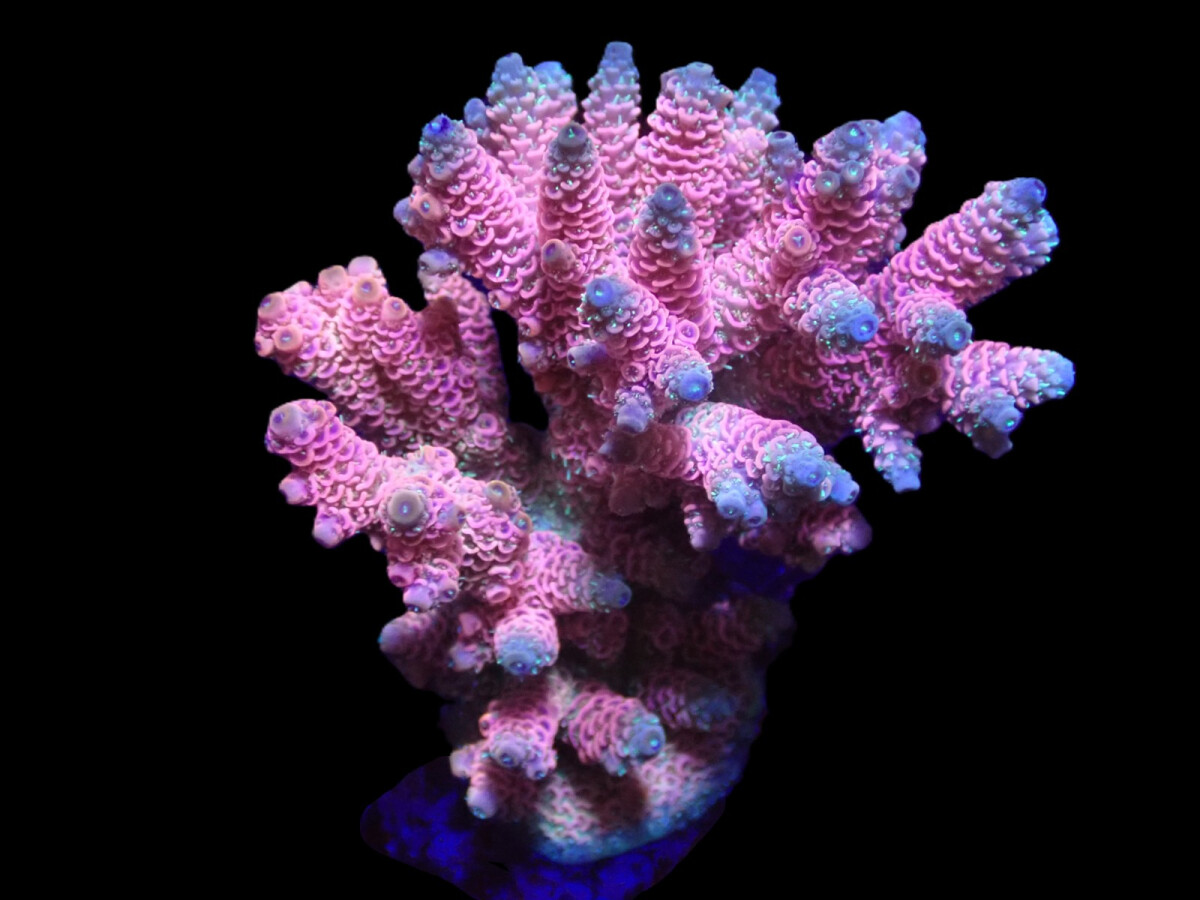 Acropora millepora - Hot Pink (frag)