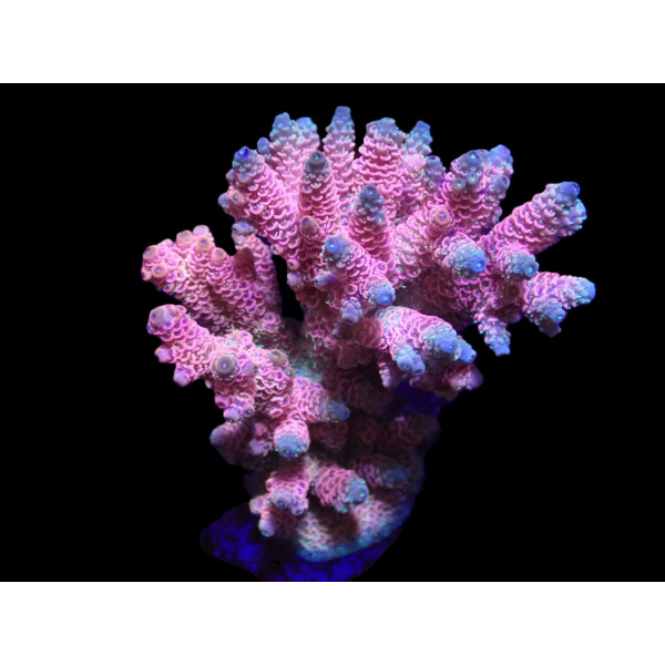 Acropora millepora - Hot Pink (frag)