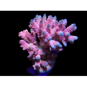 Acropora millepora - Hot Pink (frag)